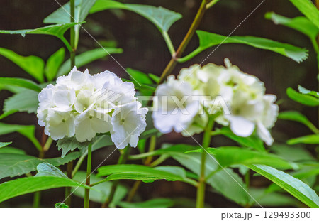 アジサイの小径 アジサイの花ー28 アジサイの小径 アジサイの花ー28 129493300