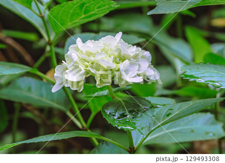 アジサイの小径 アジサイの花ー36 アジサイの小径 アジサイの花ー36 129493308