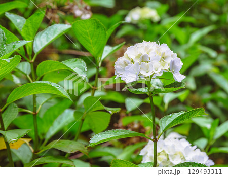 アジサイの小径　アジサイの花ー39 129493311