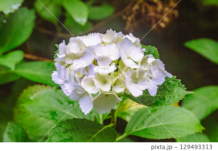 アジサイの小径　アジサイの花ー41 129493313