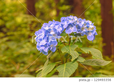 アジサイの小径　アジサイの花2ー4 129493356