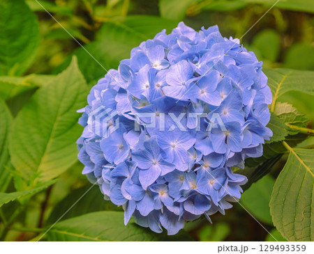 アジサイの小径　アジサイの花2ー7 129493359