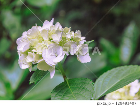アジサイの小径アイスベアの花ー8 アジサイの小径アイスベアの花ー8 129493407