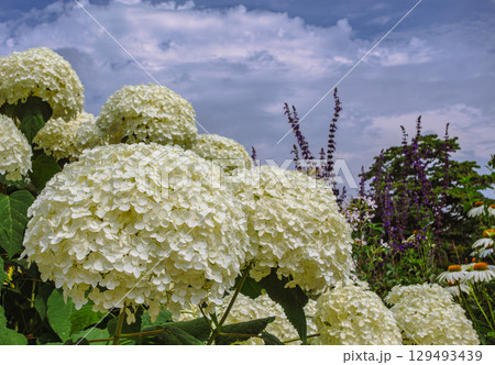 紫陽花の花3ー2 紫陽花の花3ー2 129493439