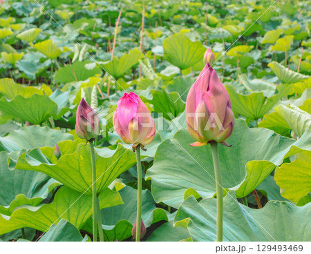 古代ハスの花3ー2 古代ハスの花3ー2 129493469