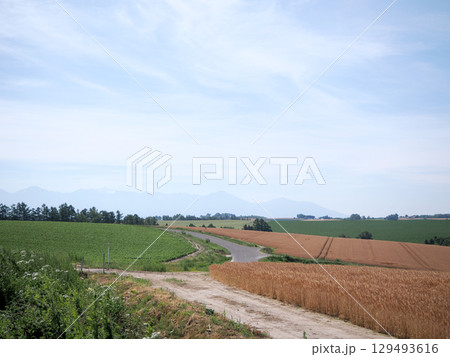 美瑛のパッチワークの路の風景 129493616