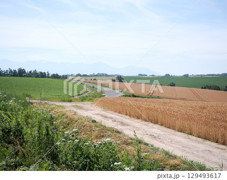 美瑛のパッチワークの路の風景 美瑛のパッチワークの路の風景 129493617