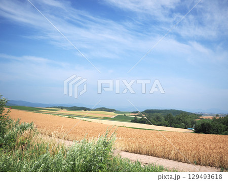 美瑛のパッチワークの路の風景 129493618