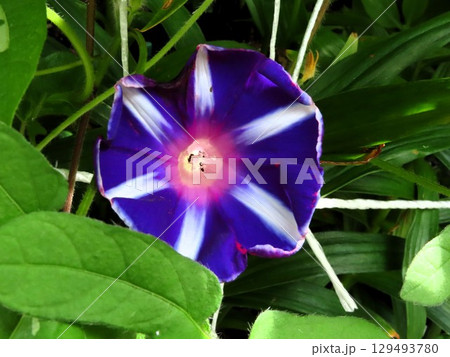 夏の庭の花「朝顔」あさがお:花壇の花 夏の庭の花「朝顔」あさがお:花壇の花 129493780