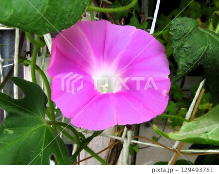 夏の庭の花「朝顔」あさがお:花壇の花 夏の庭の花「朝顔」あさがお:花壇の花 129493781