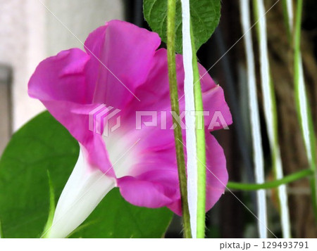 夏の庭の花「朝顔」あさがお：花壇の花 129493791