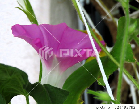 夏の庭の花「朝顔」あさがお:花壇の花 夏の庭の花「朝顔」あさがお:花壇の花 129493792