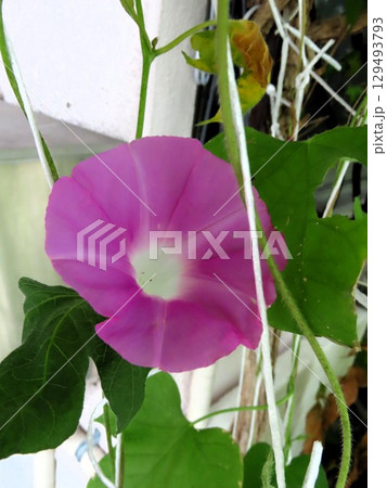 夏の庭の花「朝顔」あさがお：花壇の花 129493793