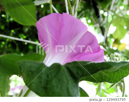夏の庭の花「朝顔」あさがお：花壇の花 129493795
