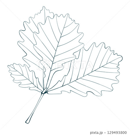 Hand-drawn oak leaves isolated on white background. Line style vector illustration. Hand-drawn oak leaves isolated on white background. Line style vector illustration. 129493800