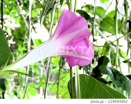 夏の庭の花「朝顔」あさがお:花壇の花 夏の庭の花「朝顔」あさがお:花壇の花 129493802