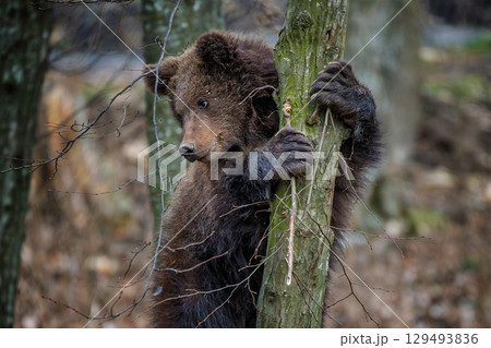 Close Bear cub clings to the side of the tree. Wildlife scene from nature 129493836