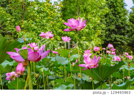 古代ハスの花と水滴4ー68 古代ハスの花と水滴4ー68 129493963