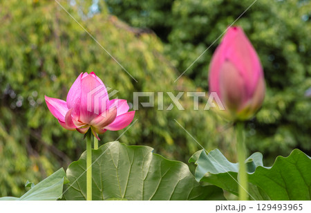 古代ハスの花と水滴4ー70 129493965