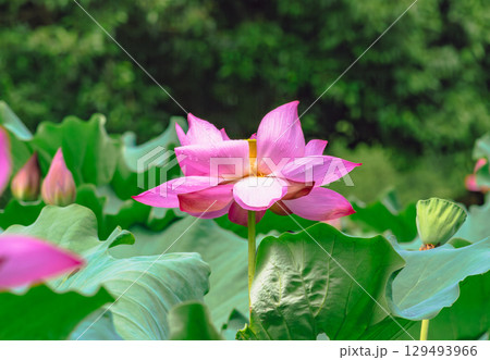 古代ハスの花と水滴4ー71 古代ハスの花と水滴4ー71 129493966