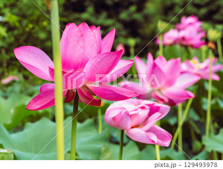 古代ハスの花と水滴4ー84 129493978