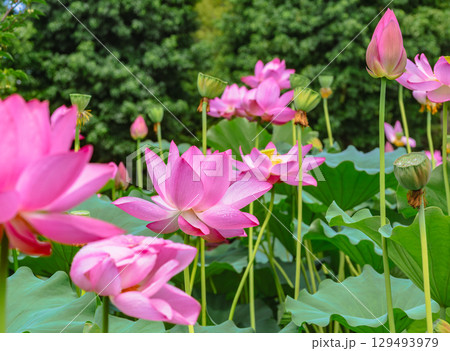 古代ハスの花と水滴4ー85 129493979