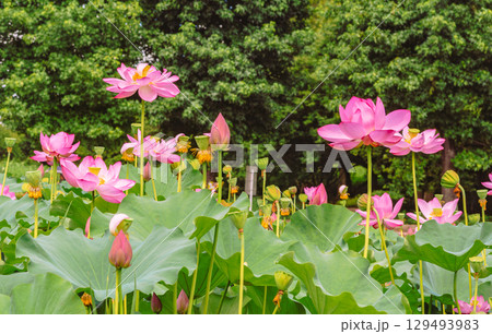 古代ハスの花と水滴4ー89 129493983