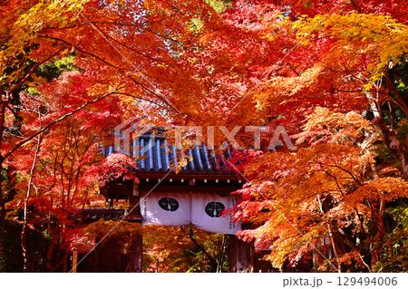 光明寺の紅葉　京都の紅葉の名所　紅葉に包まれた参道　紅葉の人気スポット 129494006