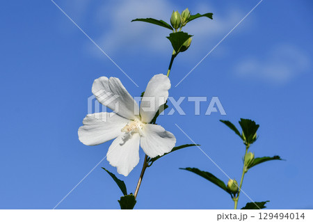 ムクゲ「白祇園守」 White Gionmamori Hibiscus ムクゲ「白祇園守」 White Gionmamori Hibiscus 129494014