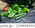 夏の畑で採れた旬の野菜 129494034