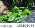 夏の畑で採れた旬の野菜 129494036