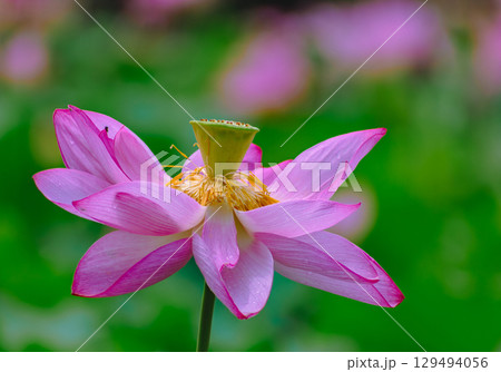 古代ハスと水滴4ー6 129494056