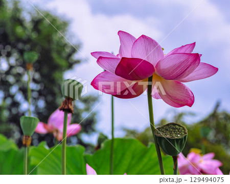 古代ハスと水滴4ー26 129494075