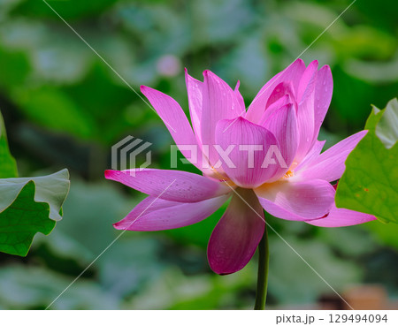 古代ハスと水滴4ー45 129494094