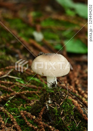 顔を出したドクツルタケ 顔を出したドクツルタケ 129494202