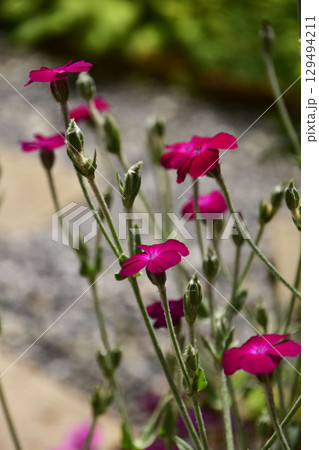 初夏の庭のリクニス 129494211