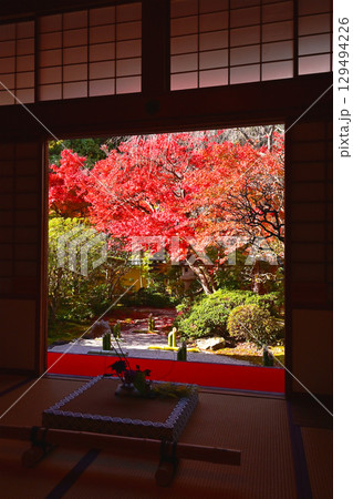 光明寺の紅葉 京都の紅葉の名所 和室から眺める紅葉 紅葉の人気スポット 光明寺の紅葉 京都の紅葉の名所 和室から眺める紅葉 紅葉の人気スポット 129494226
