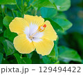 黄色いハイビスカス 129494422