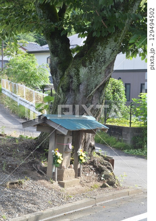 民家の軒先に咲く紫陽花 民家の軒先に咲く紫陽花 129494502