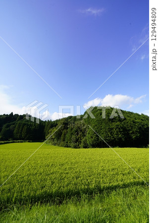 収穫間近の田んぼ　 129494809