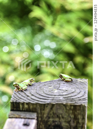 木株の語らい つゆどきのアマガエルの生態二 木株の語らい つゆどきのアマガエルの生態二 129494835