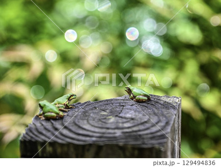 木株の語らい　つゆどきのアマガエルの生態一 129494836