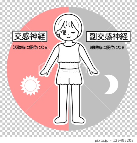 自律神経　交感神経と副交感神経のイメージイラスト 129495208