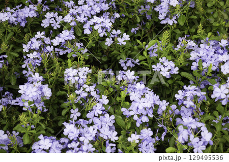 Variety of plants and flowers at flower market Variety of plants and flowers at flower market 129495536