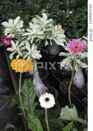 Variety of plants and flowers at flower market 129495550