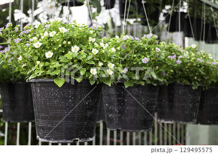 Variety of plants and flowers at flower market Variety of plants and flowers at flower market 129495575
