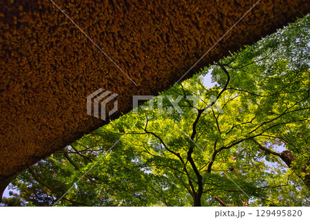 初夏の名園 129495820