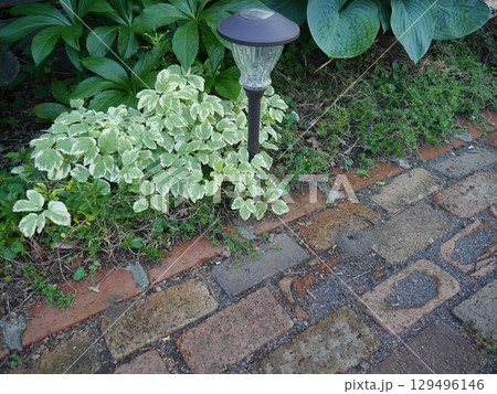 イワミツバが植えられた庭 イワミツバが植えられた庭 129496146