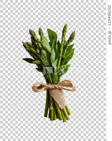 Fresh asparagus bundle tied with burlap ribbon on transparency background Fresh asparagus bundle tied with burlap ribbon on transparency background 129496292