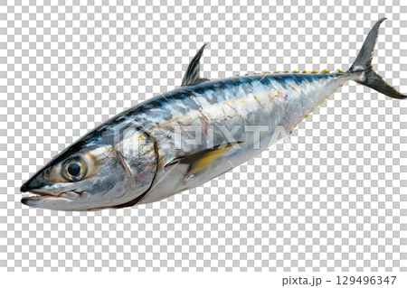 Fresh whole mackerel fish isolated on transparency background 129496347